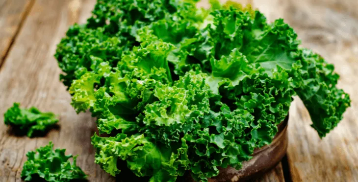 Fresh kale leaves in close-up.