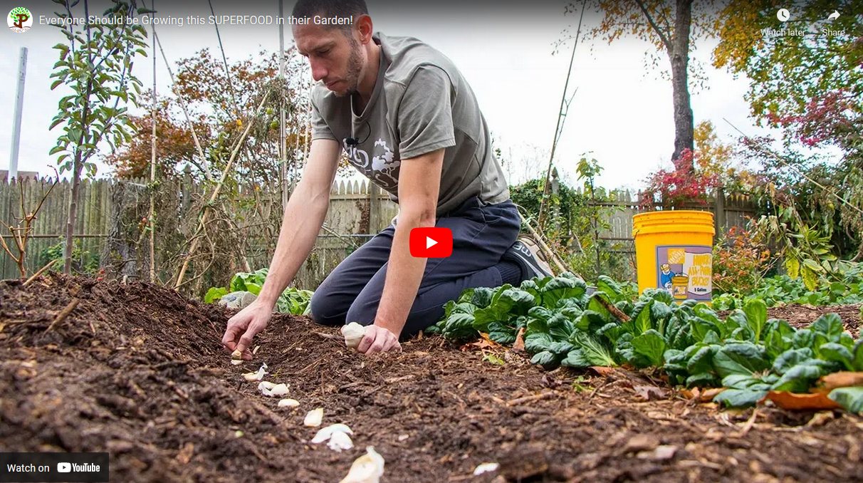 Superfood growing garden