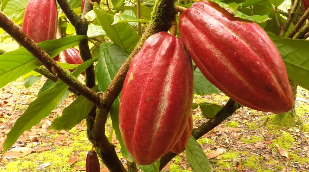 Cacao Beans A Natural Remedy For High Blood Pressure? Ultimate super