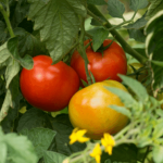 Tomato plant with ripe red and yellow tomatoes.
