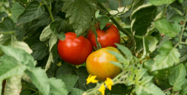 Tomato plant with ripe red and yellow tomatoes.