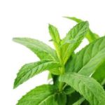 Peppermint If You Want To Lose Weight