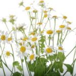Herbs instead of drugs