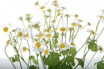 Herbs instead of drugs