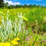 Self medicating using herbs may be dangerous