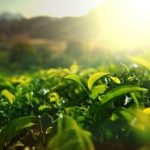 How Can I Harvest Herbs