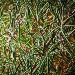 6 most important herbs