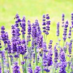 how to grow spring herbs