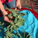 example of a multipurpose herb