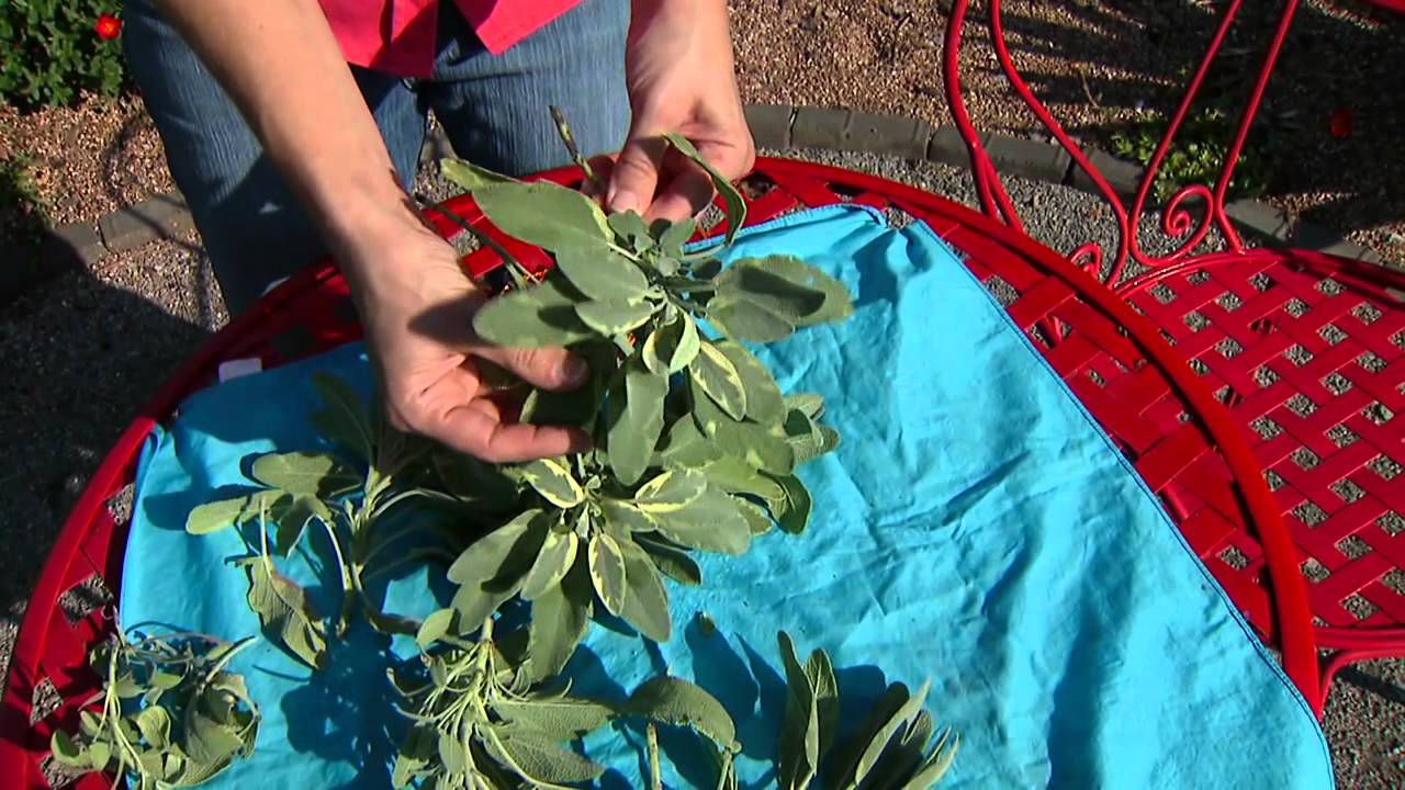 example of a multipurpose herb