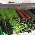 Winter Herbs