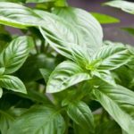 Is Basil the king of herbs?