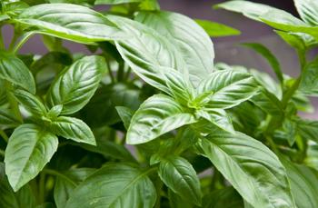 Is Basil the king of herbs?