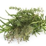 Nettle Plant