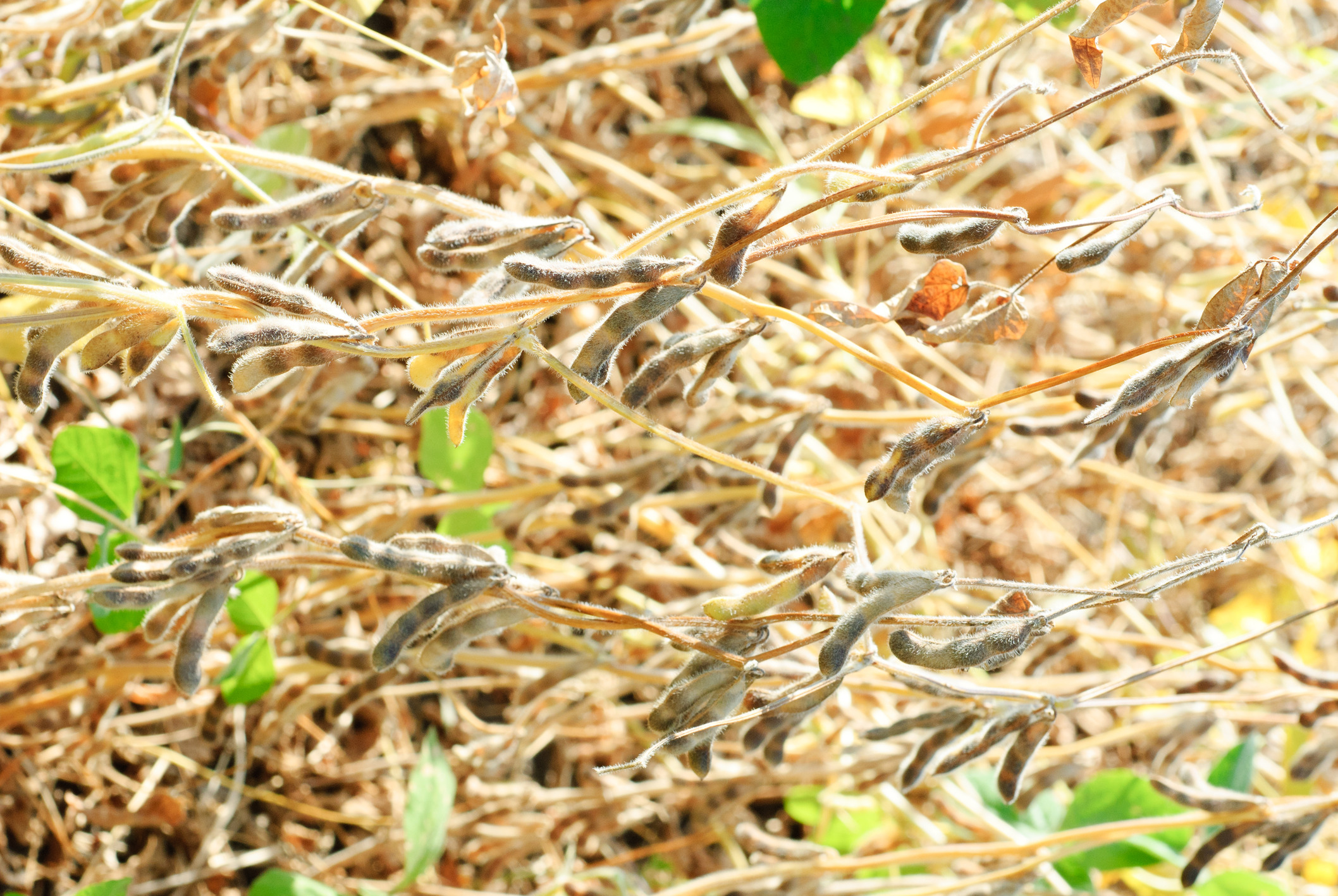 Chia Seeds For Detoxing? Ultimatesuperfoods