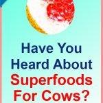 Superfoods-Cows