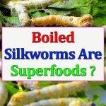 boiled-silkworm