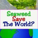 seaweed-superfood
