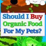 superfood-buy-organic-pets