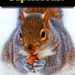 superfoods-nuts
