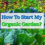 superfoods-organic-garden
