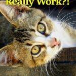 superfoods-products-work