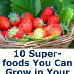 10 Superfoods You Can Grow in Your Backyard