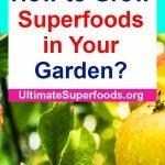 Superfoods-Garden