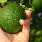 Close-up of a hand holding a lime.