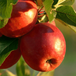 Three red apples hanging on a tree branch.