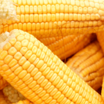 Fresh corn on the cob arranged closely together.