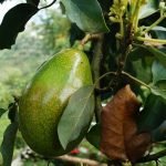 avocado superfoods