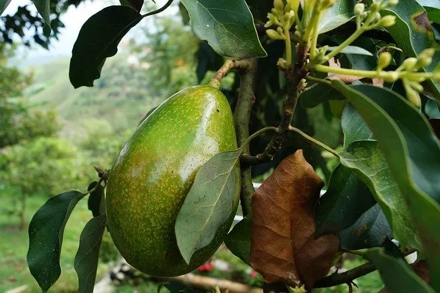 avocado superfoods