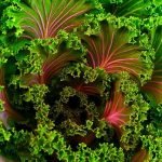 Is Kale Good For You