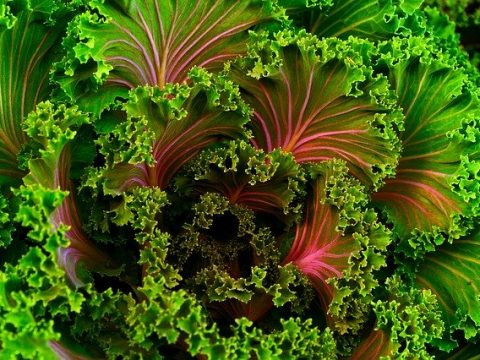 Is Kale Good For You