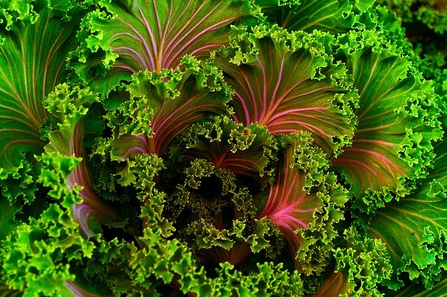 Is Kale Good For You
