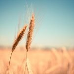 Grain Free Diet