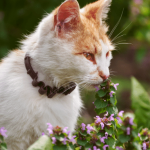 Cat sniffing flowers outdoors.