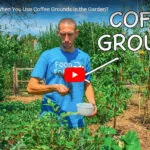 coffee-ground-good-for-plants