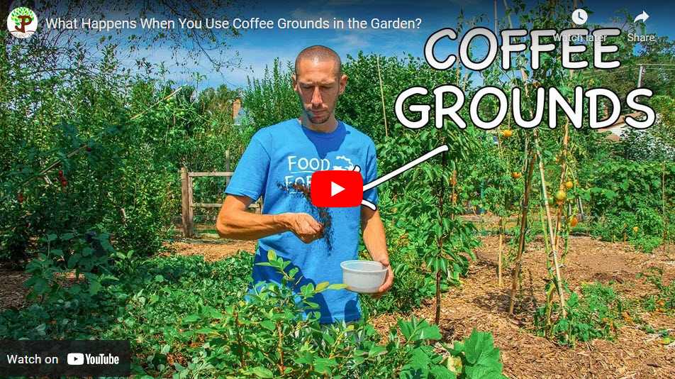 coffee-ground-good-for-plants
