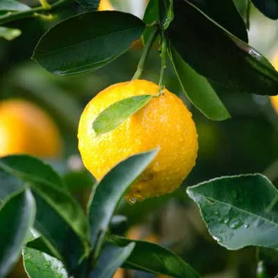 ultimate superfoods: horticulture fruit produce