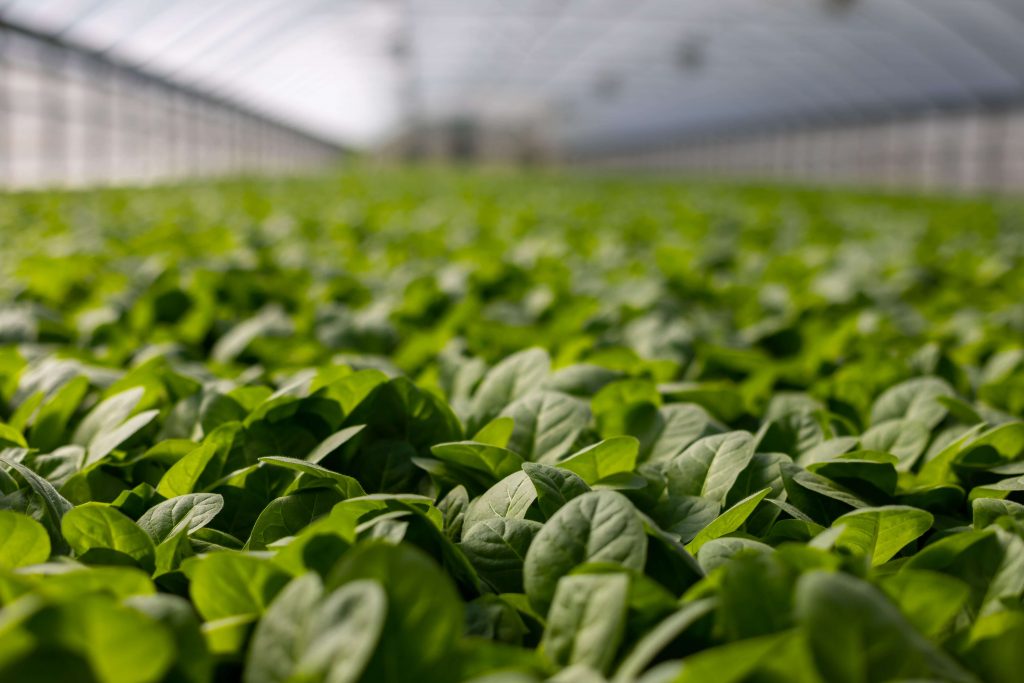 A greenhouse full of green vegetable produce. Ultimate Superfoods