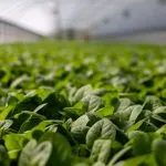 A greenhouse full of green vegetable produce. Ultimate Superfoods